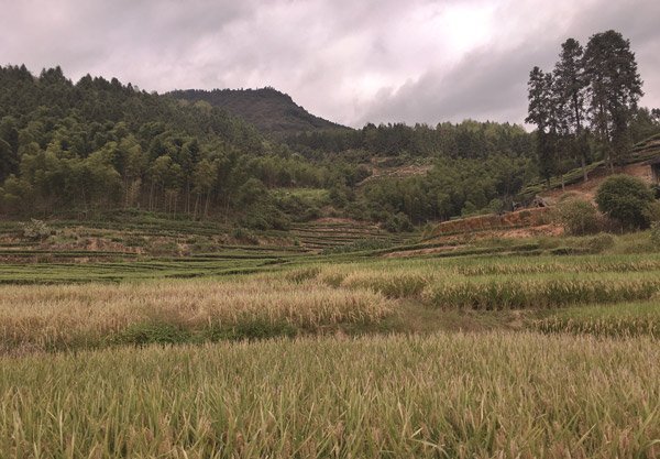 Wuyi Mountains