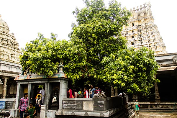 Cosa Vedere Kanchipuram Città Sacra India