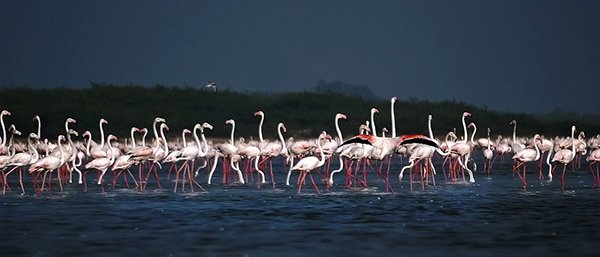 Cosa Vedere Pulicat Bird Sanctuary Chennai