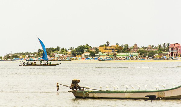 Cosa Vedere Pulicat Bird Sanctuary Chennai