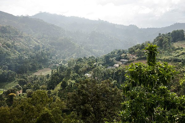 Cosa Fare Sri Lanka Visita Fabbriche tè