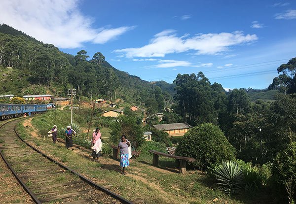 Produzione Tè Sri Lanka Oro Verde Ceylon