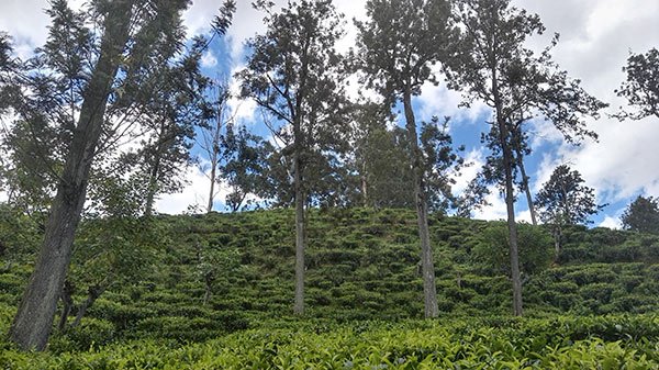 Produzione Tè Sri Lanka Oro Verde Ceylon