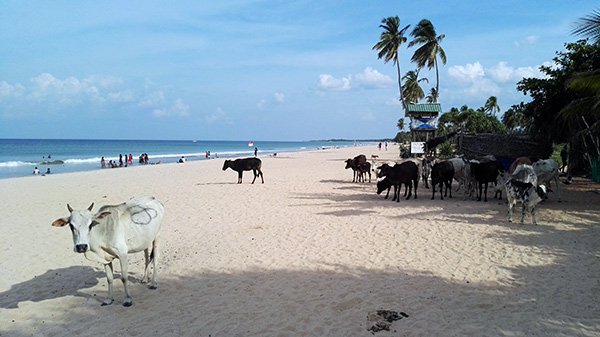 Trincomalee Sri Lanka Spiagge Deserte Balene