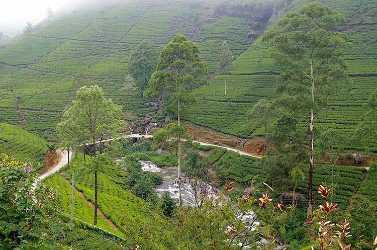 Cosa Vedere Nuwara Eliya Piccola Inghilterra Sri Lanka