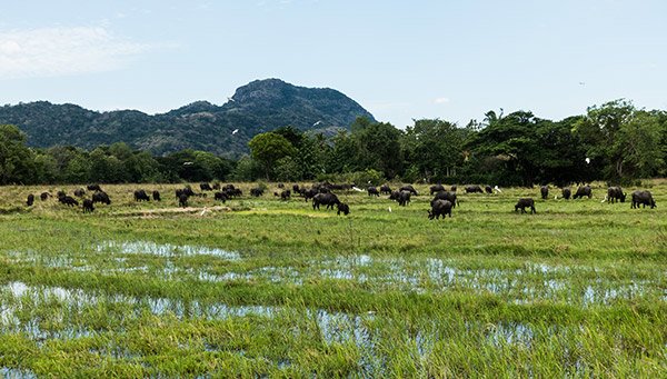 Viaggio Treno Sri Lanka Panorami Piantagioni Te