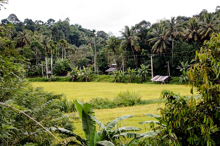 Viaggio Treno Sri Lanka Panorami Piantagioni Te