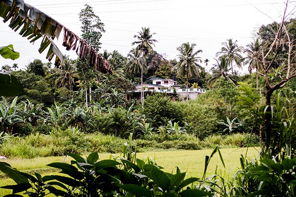 Viaggio Treno Sri Lanka Panorami Piantagioni Te