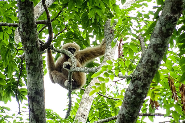 Cosa Vedere Pak Chong Thailandia Parco Khao Yai