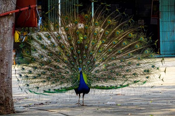 Dintorni Lopburi Thailandia Peacock Temple Lago Sublekreservoir