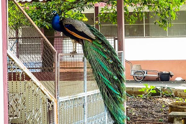 Dintorni Lopburi Thailandia Peacock Temple Lago Sublekreservoir