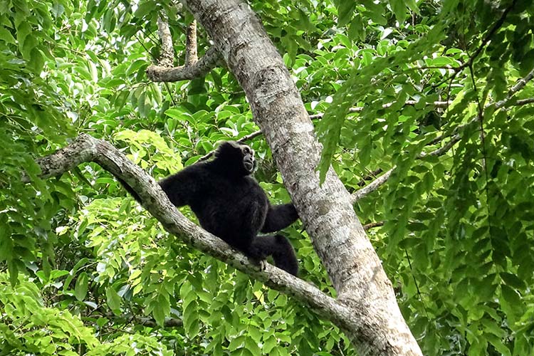 Guida Parco Nazionale Khao Yai Thailandia