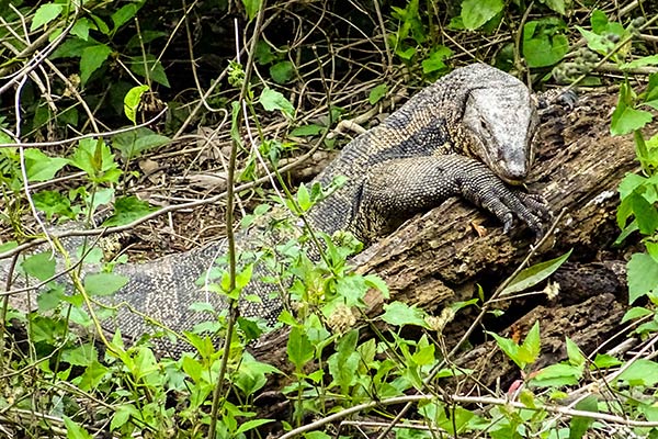 Guida Parco Nazionale Khao Yai Thailandia