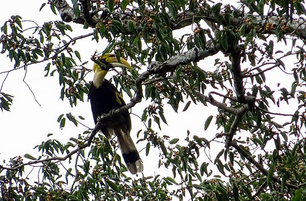 Guida Parco Nazionale Khao Yai Thailandia