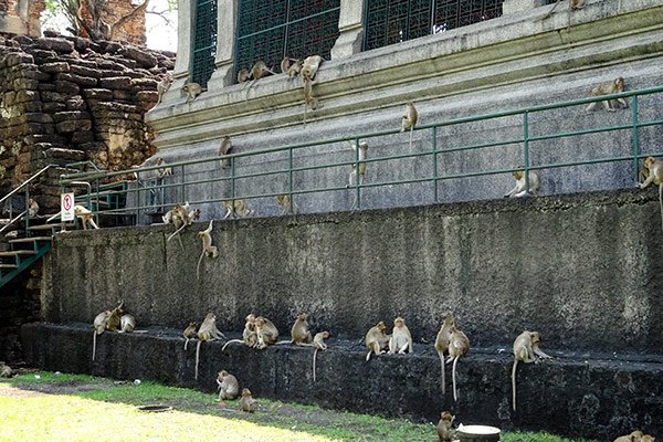 Phra Prang Sam Yod Tempio Scimmie Lopburi Thailandia