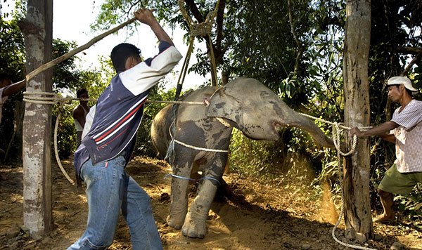 Scegliere Elephant Camp Etico Cruelty Free Chiang Mai