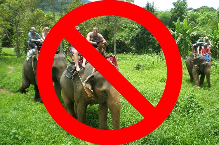 Scegliere Elephant Camp Etico Cruelty Free Chiang Mai