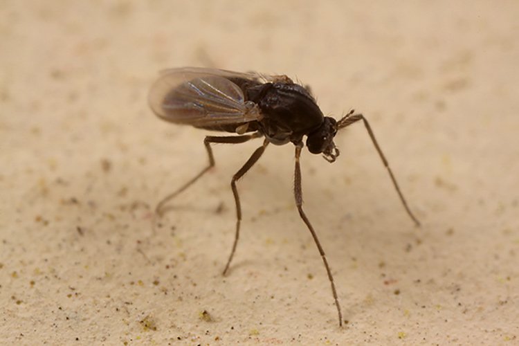 Cosa Sono Come Combattere Sand Flies Mosche Sabbia