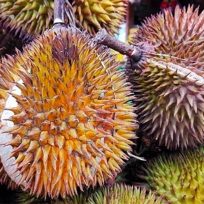 Cosa Durian Frutto Puzzolente Oriente