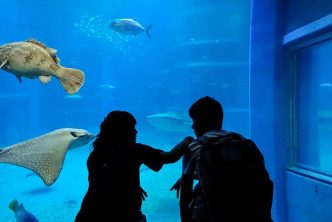 Guida Completa Osaka Aquarium Kaiyukan Giappone