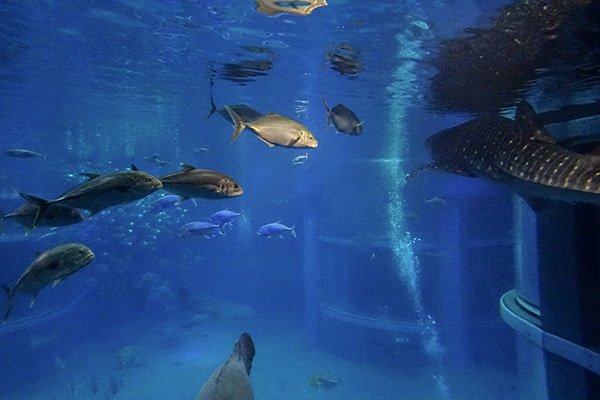 Guida Completa Osaka Aquarium Kaiyukan Giappone