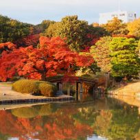 Foliage Autunno Tokyo Parchi Giardini