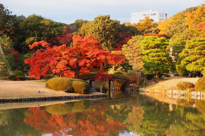 Foliage Autunno Tokyo Parchi Giardini