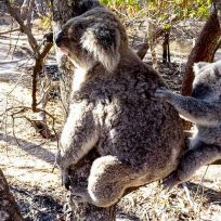 Guida-Magnetic-Island-Australia-Cosa-Fare-Isola-Koala-Wallabies