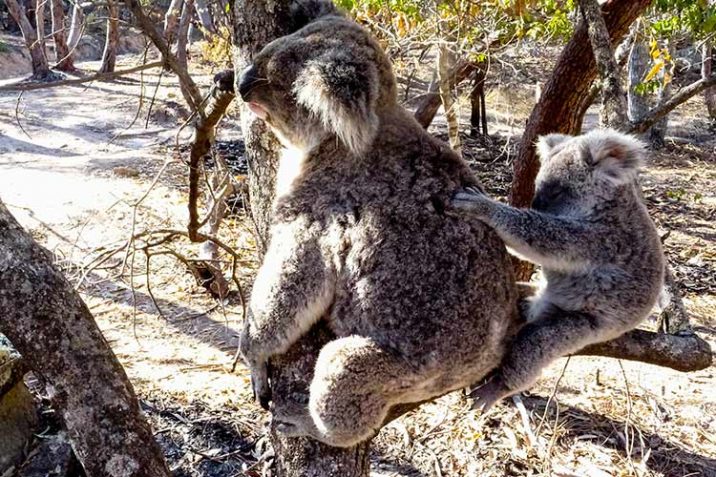 Guida-Magnetic-Island-Australia-Cosa-Fare-Isola-Koala-Wallabies