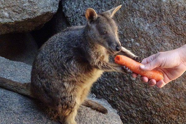 Guida-Magnetic-Island-Australia-Cosa-Fare-Isola-Koala-Wallabies