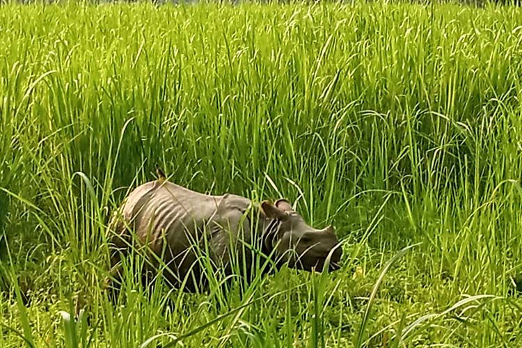 Tigri Rinoceronti Parco Nazionale Chitwan Nepal