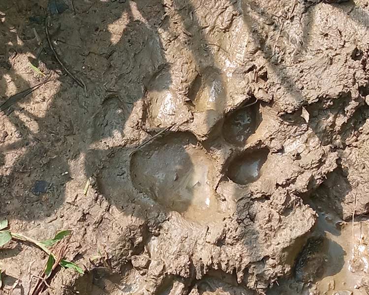 Tigri Rinoceronti Parco Nazionale Chitwan Nepal