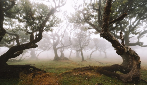 Fanal forest