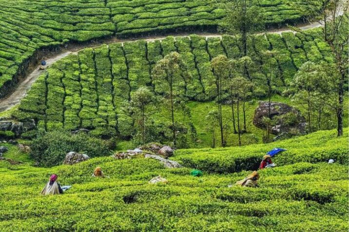 munnar kerala piantagioni te india